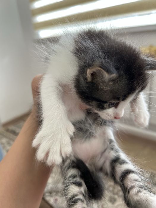 Котенок в добрые руки.