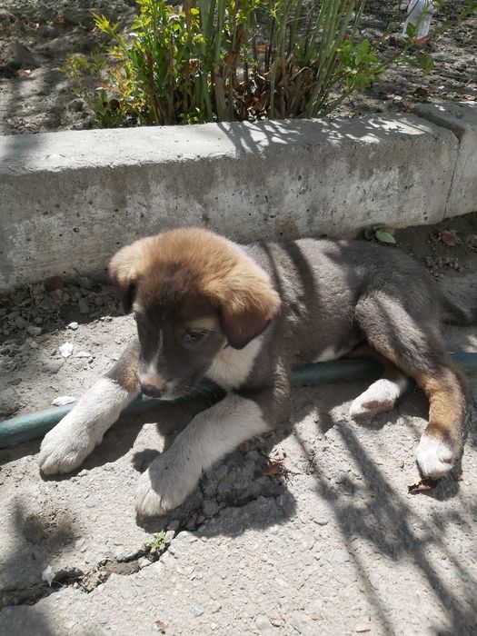 Девочка ищет семью!!!