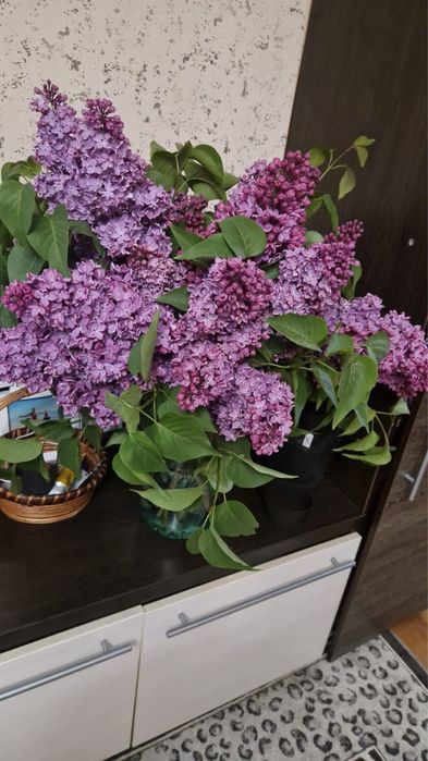 колерованная сирень