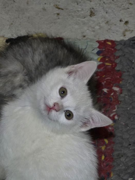 Mushukchala sotiladi