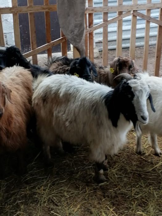 Семиз серке ешкилер