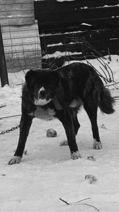 Продается молодой