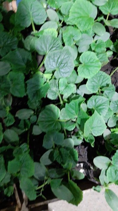 Рассада овощей и цветов