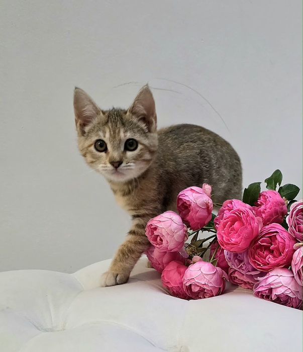 Домашние котята с доставкрй