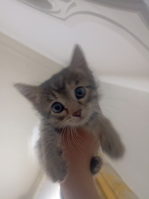 Мысык котенок бксплатно