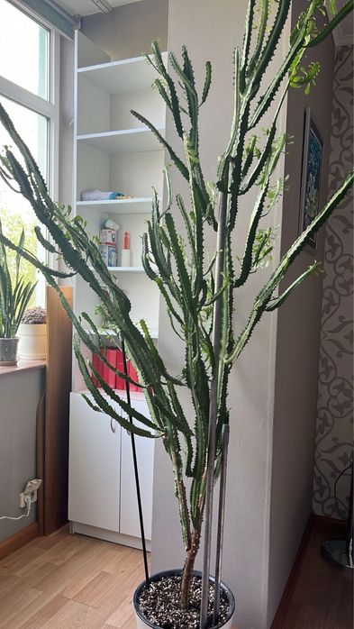 Молочай высокий с горшком