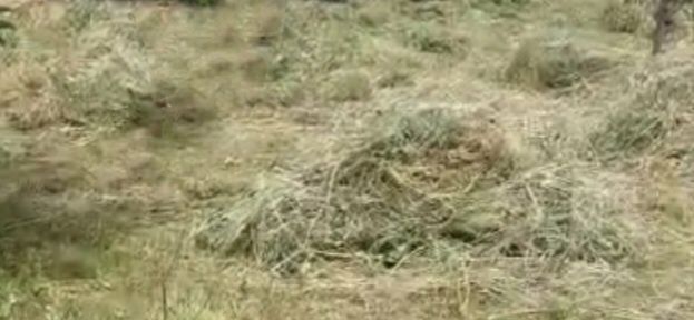 Vand fan-pastrat in fanar in condiții exelente