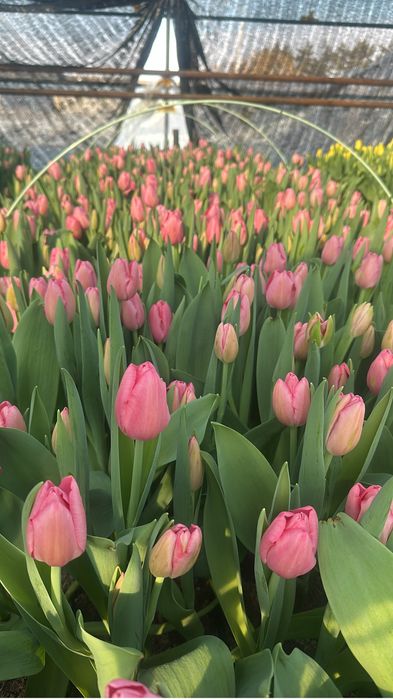 Тюльпаны оптом местные