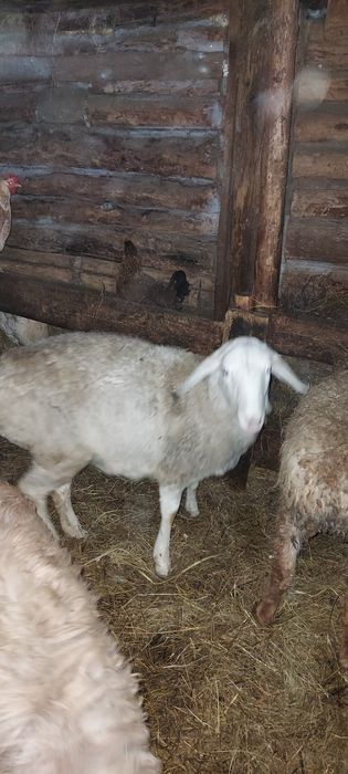 Бараны с откорма продам