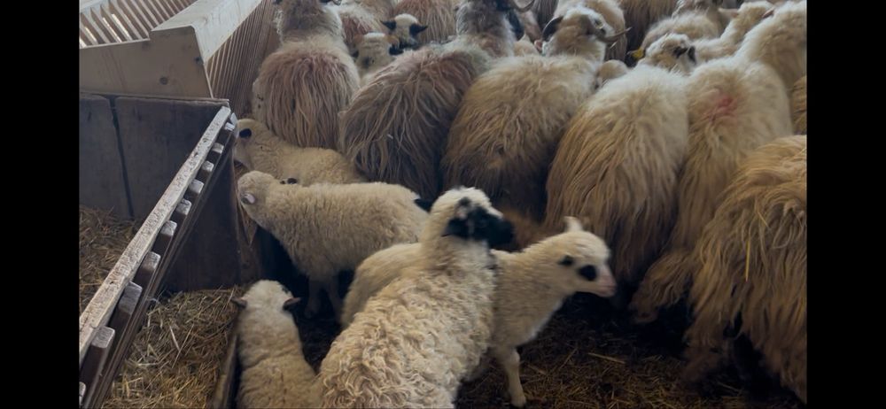 Vand 190 de oi cu miei