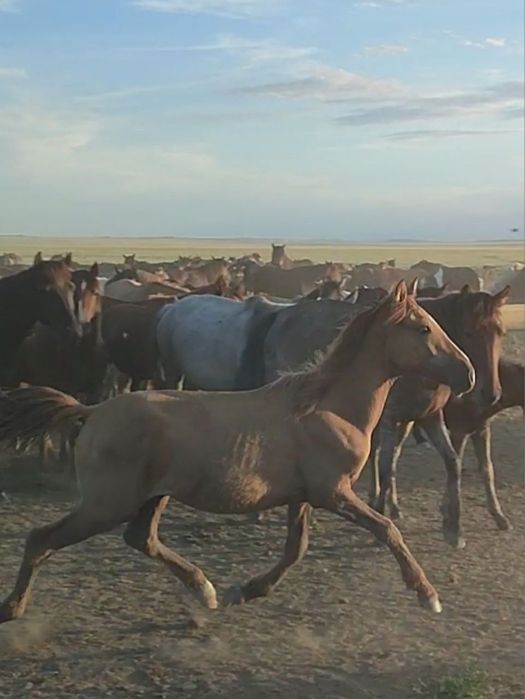 Тай еркек тайчик жеребчик