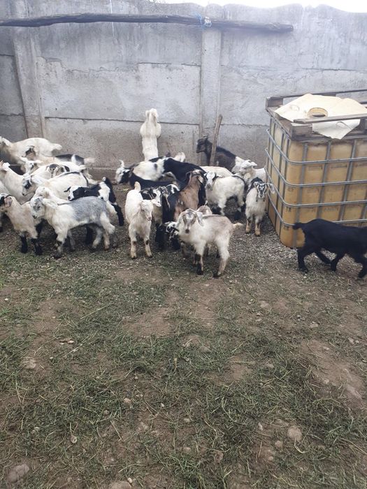 Iezi 50 de lei bucata