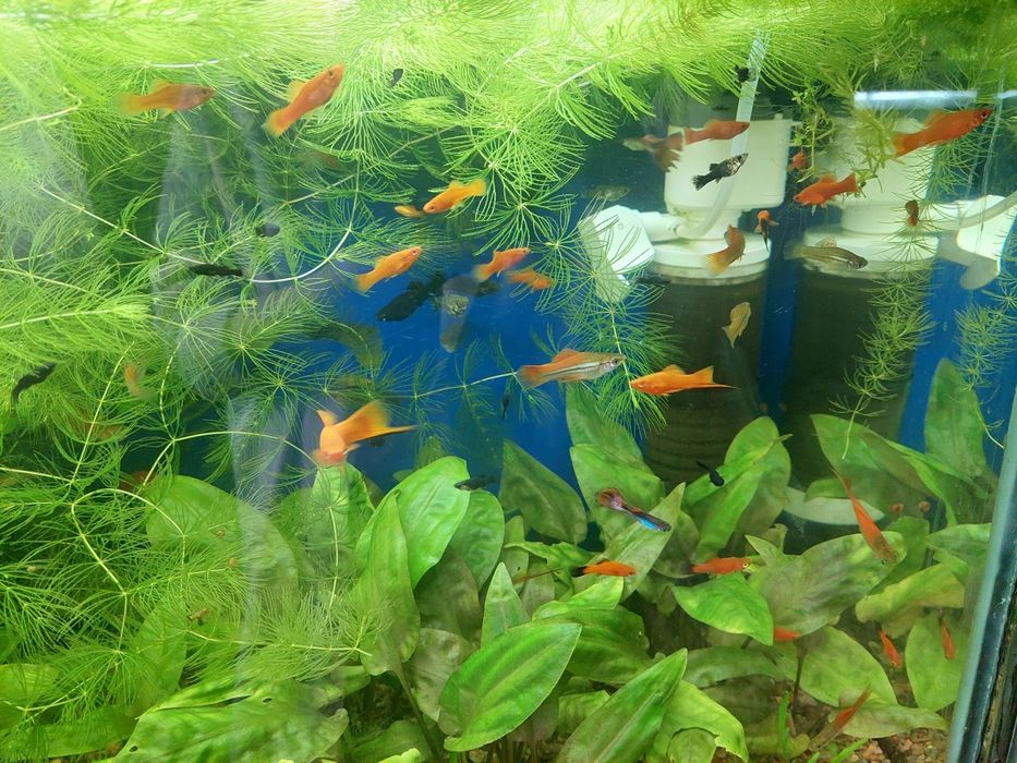 Моллинезии Меченосцы