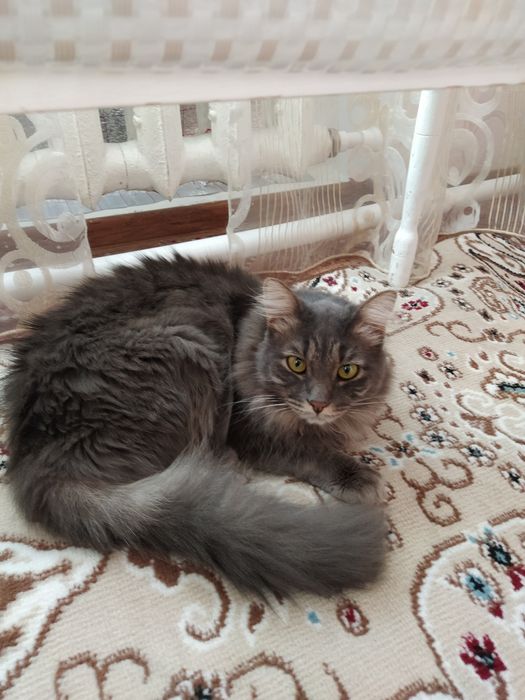 Кот Рома, 5 лет. В добрые руки.