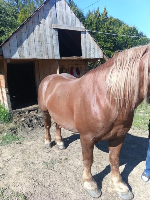 4000 de euro ușor negociabil armasar de 5 ani jumate  foarte cuminte