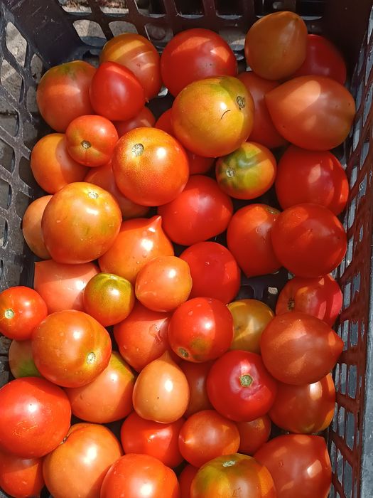 Продам помидоры разных сортов