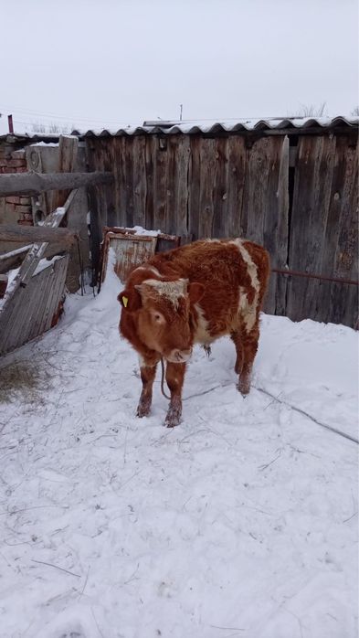 Продам бысков. ,