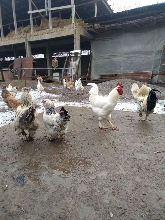 Продаются домашние куры