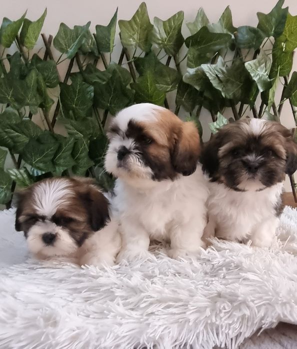 Ши Тцу Shih Tzuu