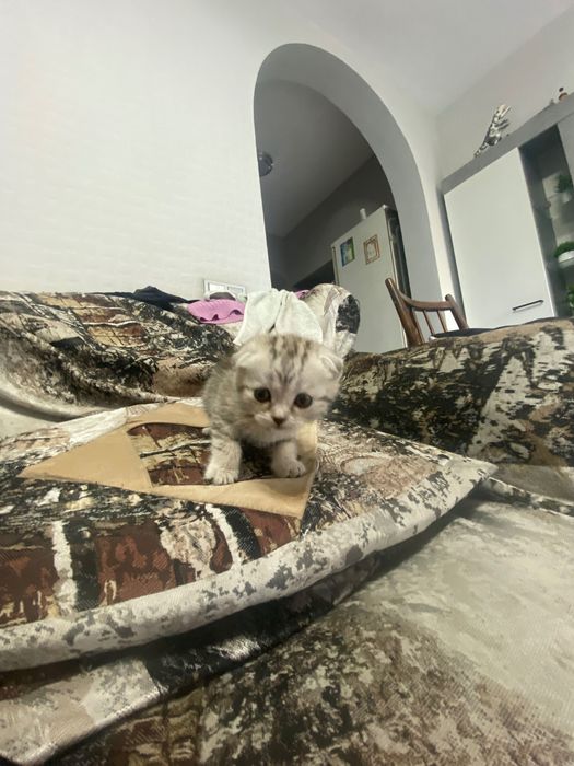 Продам котят мраморных