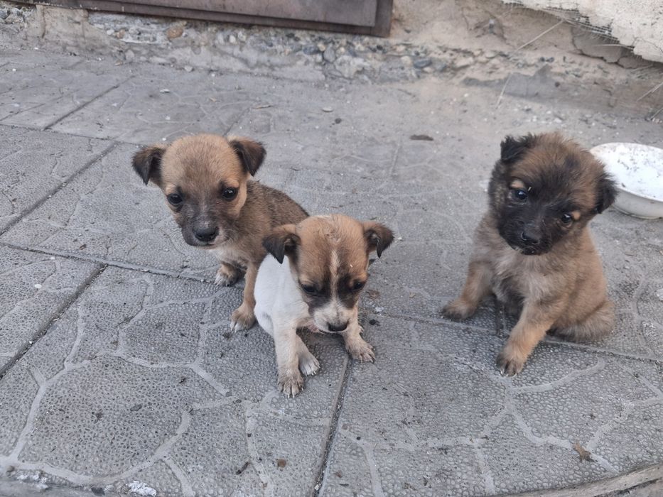 Отдам щенят звоночки