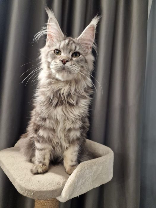 Чистокровные  супер Мейн Куны! Срочно !