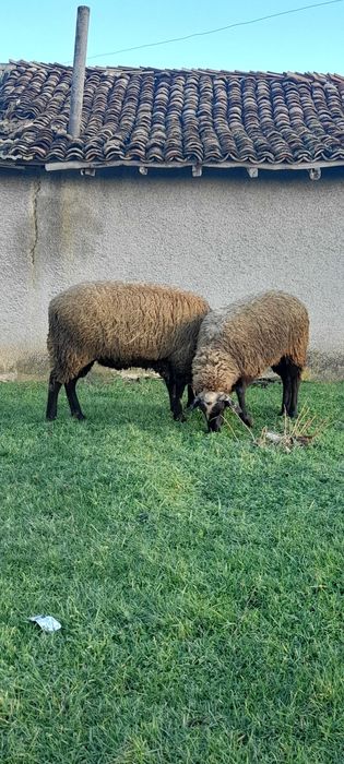 Кочове 4 броя на 1г и 2г.