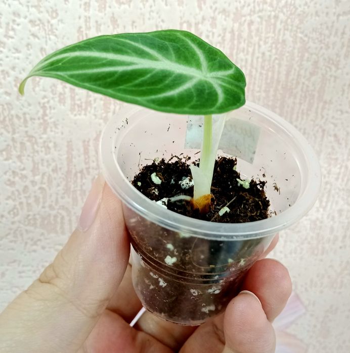 Стаканы 50 мл/50 гр одноразовые