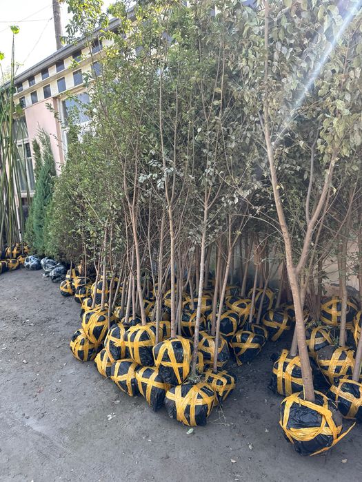 Декоратив растения Каталпа Клён Акация Берёза Лола бор