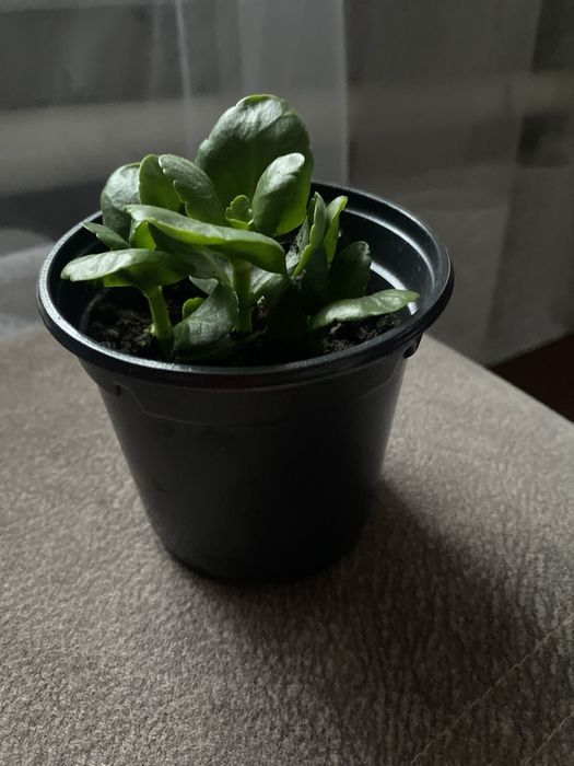 Отростки каланхое