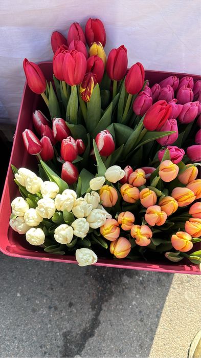 Тюльпаны в розницу. Свежие