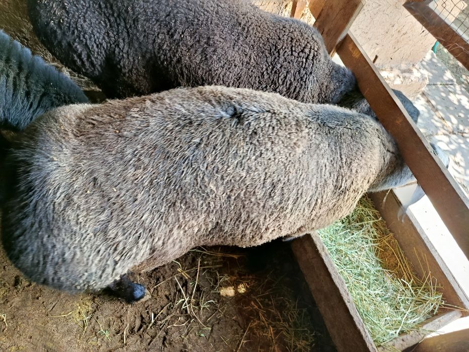 Qurbonlikka Qoʻchqor qoʻy