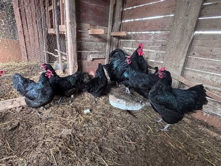 Oua pentru incubat de la găini AUSTRALORP negru