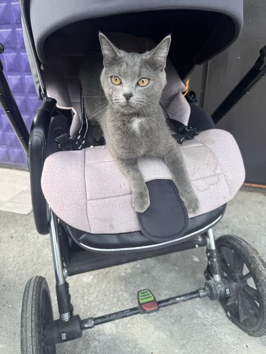 Отдам котика в добрые руки