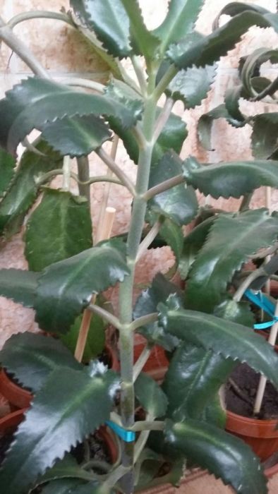 Лечебный каланхоэ.