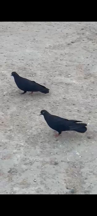 Черные голуби пара