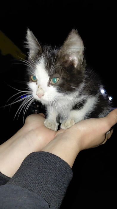 Отдам котёнка мальчик