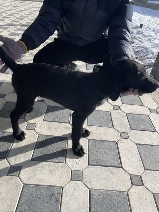 Продам лабрадор чистокровный