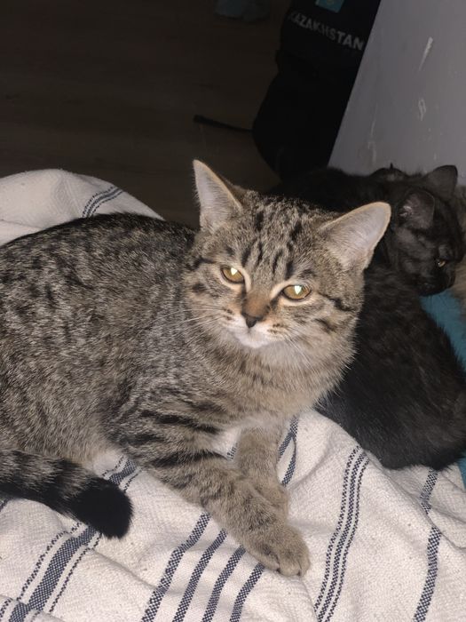 Отдам кошек в хорошие руки