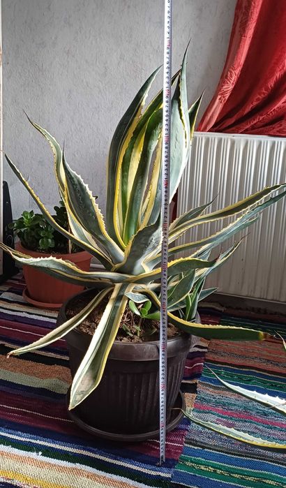 Агаве в идеално състояние