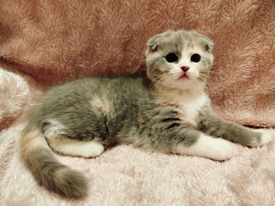 Котенок Шотландской вислоухой