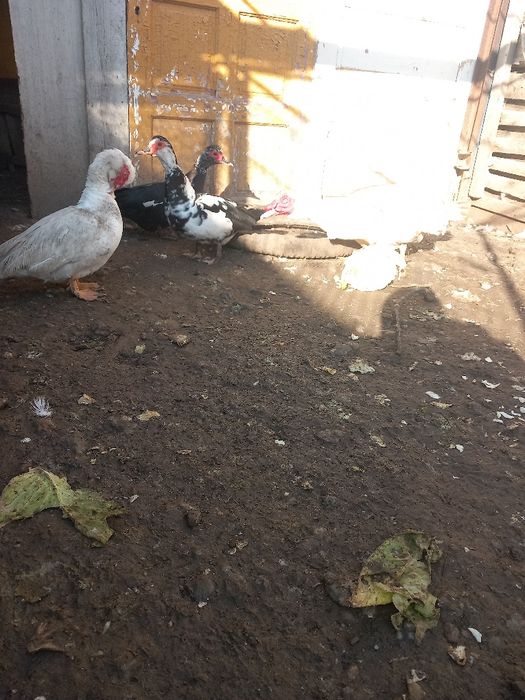 Vând sau schimb rațe lesești cu prepelițe