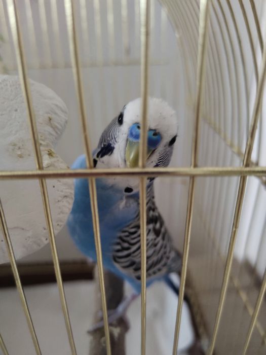 Волнистый попугай