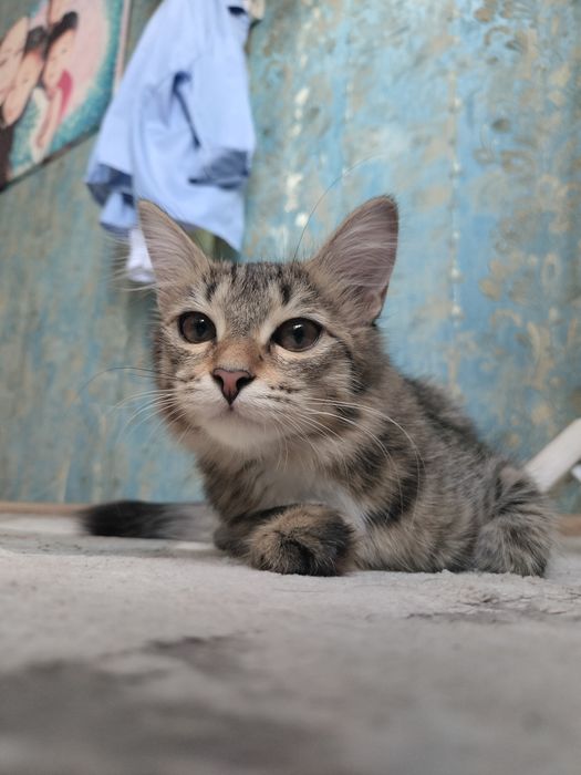 Дам в добрые руки