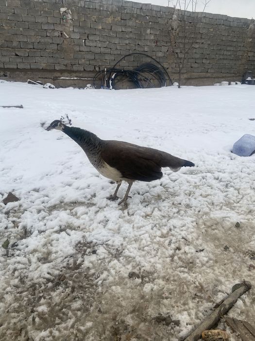 ұрғашы павлин сатылады