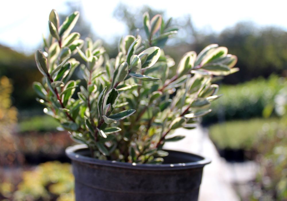 Декоративни храсти, растения, озеленяване