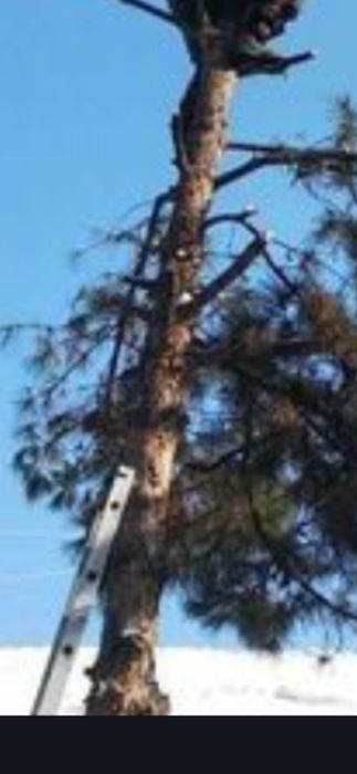 Daraxt kesish xizmati sadovnik.