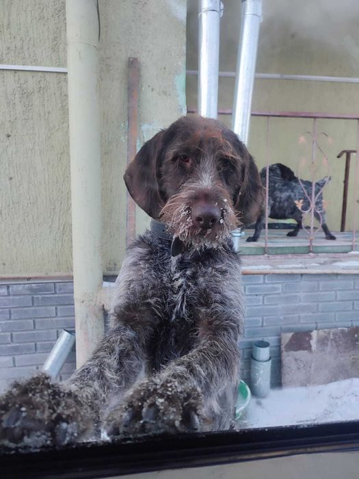 Потерялась собака, дратхаар