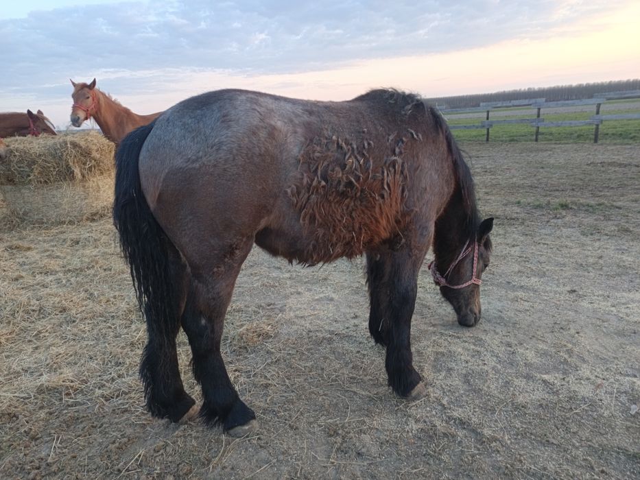 Vând o mânză de un an