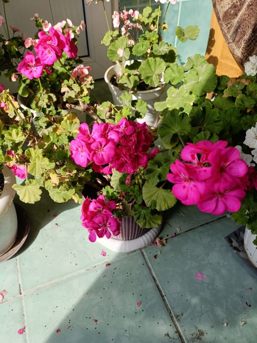 Комнатные домашние цветы